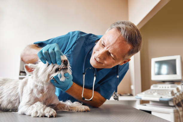 Best Emergency Broken Tooth Repair in Manistique, MI